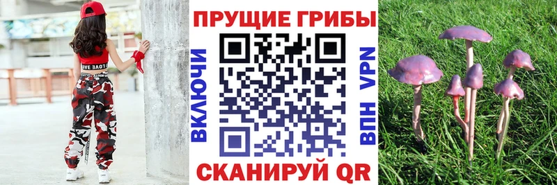 закладка  Красноперекопск  Галлюциногенные грибы Cubensis 